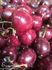 CERISIER 'Gros Fruits Chair Rouge'  6 Noyaux proposés