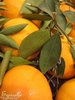♫ ORANGER Sanguin - Citrus sinensis ♫ 8 Pépins Proposés ♫
