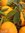 ♫ ORANGER Sanguin - Citrus sinensis ♫ 8 Pépins Proposés ♫