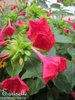 ♫ BELLE de NUIT 'Fleur Rouge' - Mirabilis Jalapa ♫ 12 Graines Proposées ♫