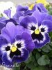 PENSEE Géante de Suisse Bicolore Violet *** 30 Graines proposées ***