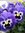 PENSEE Géante de Suisse Bicolore Violet *** 30 Graines proposées ***