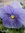 PENSEE Géante de Suisse Mauve Violet *** 30 Graines proposées ***