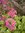 PRIMEVERE Japonaise Fuchsia *** 15 Graines proposées ***