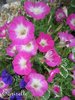 SURFINIA Pétunia Blanc Rose Vif Bicoloré *** 40 Graines proposées ***