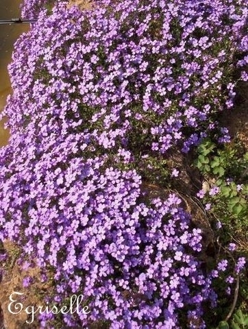AUBRIETE Cascade Purple ***  20 Graines proposées ***