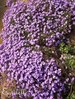 AUBRIETE Cascade Purple ***  20 Graines proposées ***