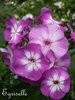 PHLOX Fleur Violet Panaché *** 20 Graines proposées ***
