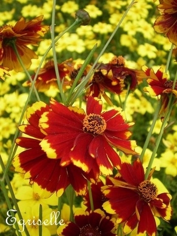 COREOPSIS Red Ruby  *** 20 Graines proposées ***