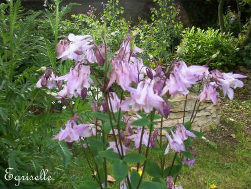 ANCOLIE des Jardins Purple Barlow  *** + 50 Graines proposées ***