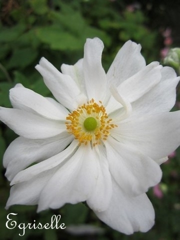 ANEMONE du JAPON à Double Fleur Blanche *** 5 Fleurs Cotonneuses proposées ***