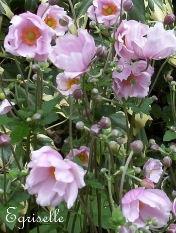 ANEMONE du JAPON à Fleurs Roses  ***  8 Fleurs Cotonneuses proposées ***