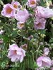 ANEMONE du JAPON à Fleurs Roses  ***  8 Fleurs Cotonneuses proposées ***
