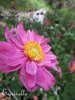 ANEMONE du JAPON Double Fleur Rose Fuchsia  *** 5 Fleurs Cotonneuses proposées ***