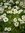 CAMOMILLE Romaine PANACHEE *** + 20 Graines -approximatif- proposées ***