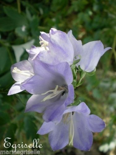 CAMPANULE Fleur de Pêcher Lavender Blue  *** + 20 Graines proposées ***