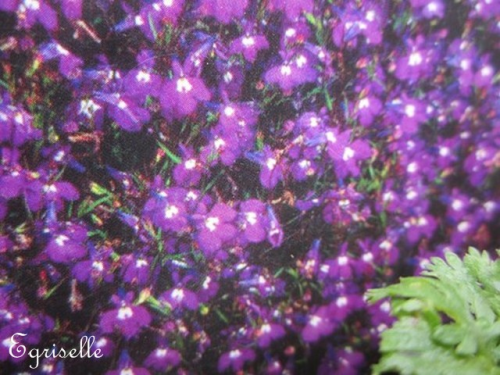 LOBELIE Cascade Purple  *** 30 Graines proposées ***