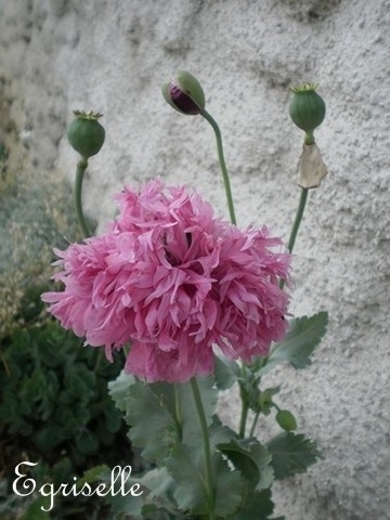 PAVOT Fleur de PIVOINE Violet  *** + 50 Graines -approximatif- proposées ***