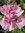 PAVOT Fleur de PIVOINE Rose *** + 50 Graines -approximatif- proposées ***
