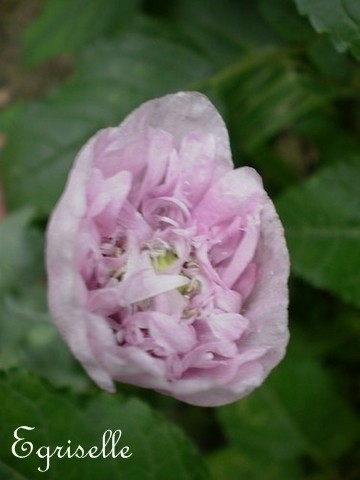 PAVOT Fleur de PIVOINE Mauve Pâle Violet  *** + 50 Graines -approximatif- proposées ***