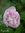 PAVOT Fleur de PIVOINE Mauve Pâle Violet *** + 50 Graines -approximatif- proposées ***