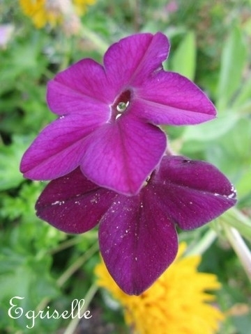 TABAC Ailé Fuchsia Purple  *** + 30 Graines proposées ***