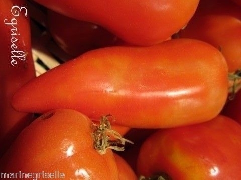 Tomate Allongée Italie Kumato *** 12 Graines proposées ***
