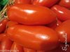 Tomate Allongée Italie San Marzano  *** 12 Graines proposées ***
