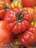 Tomate Gros Fruits Costoluto Génovèse *** 15 Graines proposées ***