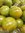 Tomate Fruits Moyens Jaune Vert Zébré *** 12 Graines proposées ***