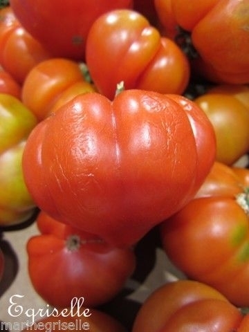 Tomate Gros Fruits Liguria *** 15 Graines proposées ***