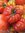 Tomate Gros Fruits Côtelée de Gènes *** 15 Graines proposées ***