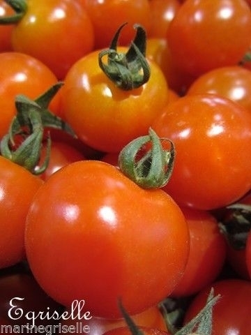 Tomate Fruits Moyens Harbinger *** 12 Graines proposées ***