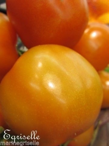 Tomate Cerise Sungold Orange *** 10 Graines proposées ***