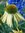 Rudbeckia Echinacée HARVEST MOOM *** 15 Graines proposées ***