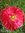 COQUELICOT Fuchsia à Fleurs Doubles *** 50 Graines approximatif proposées ***