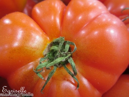 Tomate Gros Fruits Sainte Lucie *** 10 Graines proposées ***