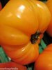 Tomate Fruits Moyens Yellow Stuffer *** 8 Graines proposées ***