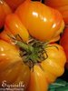 Tomate Fruits Moyens Joyau d'Oaxaca *** 8 Graines proposées ***