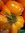 Tomate Fruits Moyens Joyau d'Oaxaca *** 8 Graines proposées ***