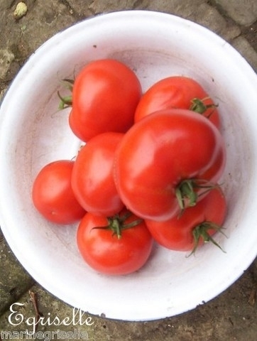 Tomate Fruits Moyens Glacier *** 10 Graines proposées ***