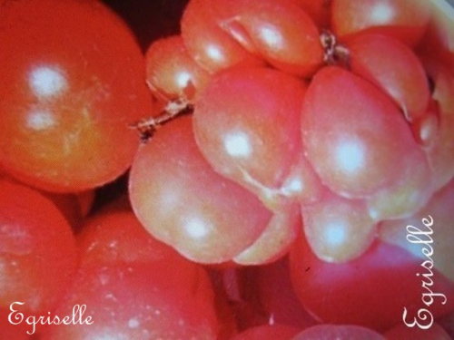 Tomate Petits Fruits Voyage *** 10 Graines proposées ***