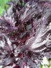Basilic Purple Ruffles *** 30 Graines fraîches proposées ***