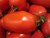 Tomate Allongée Italie San Marzano Lungo  *** 12 Graines proposées ***