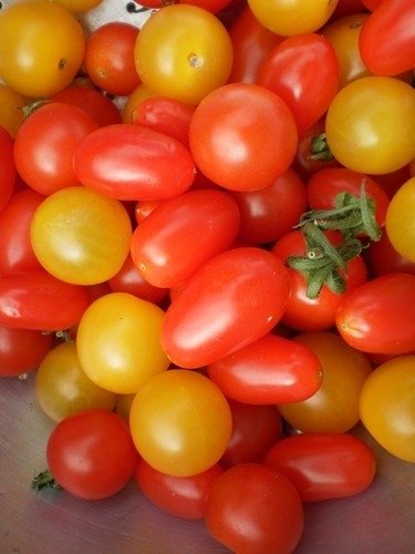 Tomate Cerise Gardeners Delight  *** 10 Graines proposées ***