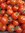 Tomate Cerise Berry *** 10 Graines proposées ***