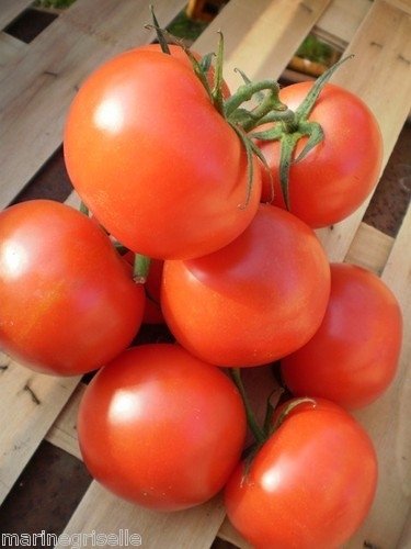 Tomate Fruits Moyens Craigella  *** 10 Graines proposées ***