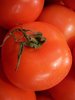 Tomate Fruits Moyens Tamina *** 10 Graines proposées ***