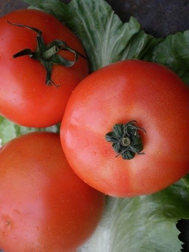 Tomate Fruits Moyens The Amateur Dreams *** 10 Graines proposées ***