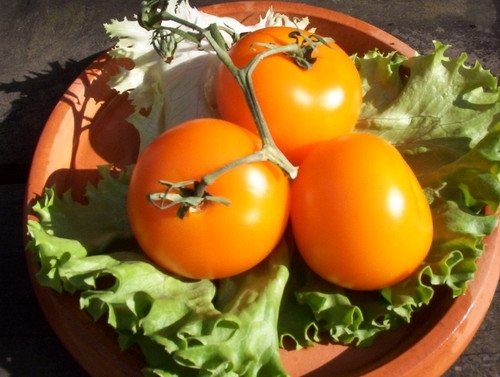 Tomate Grappe Bourgoin *** 10 Graines proposées ***